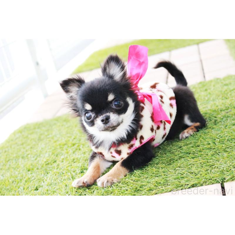 販売中の京都府のチワワ(ロングコート)-416533の5枚目