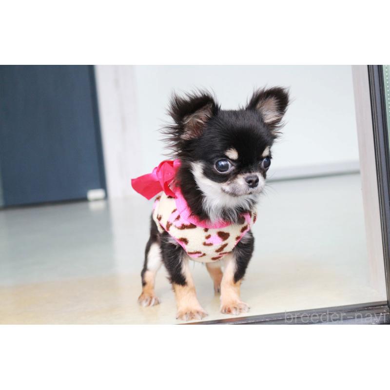 販売中の京都府のチワワ(ロングコート)-416533の4枚目