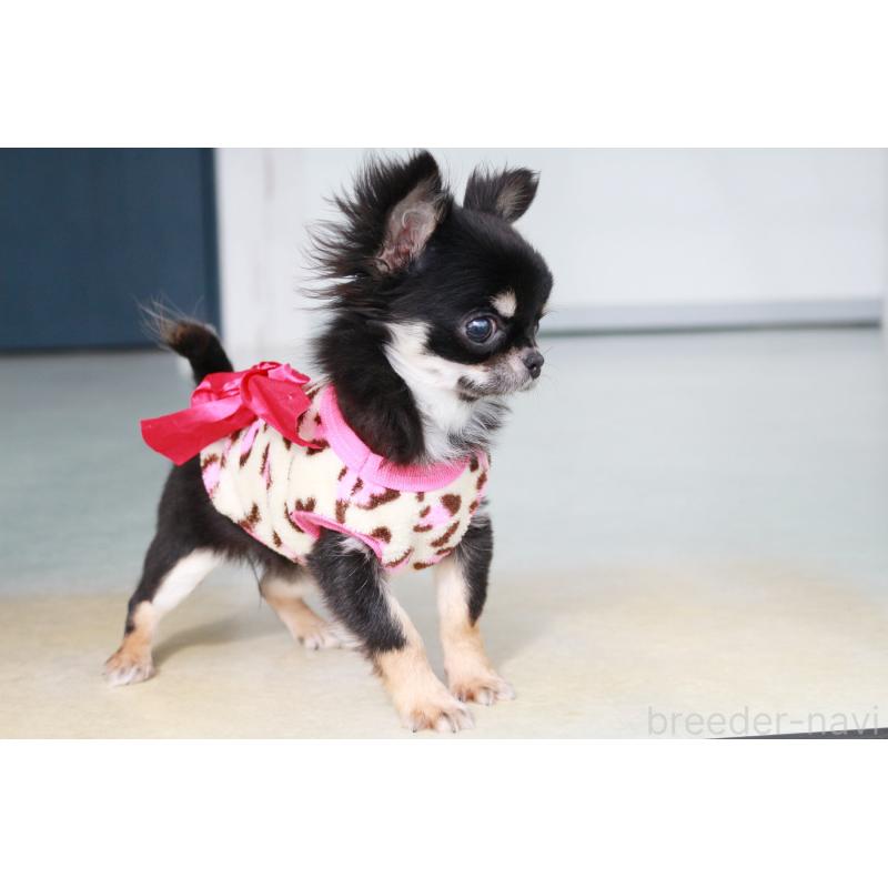 販売中の京都府のチワワ(ロングコート)-416533の2枚目