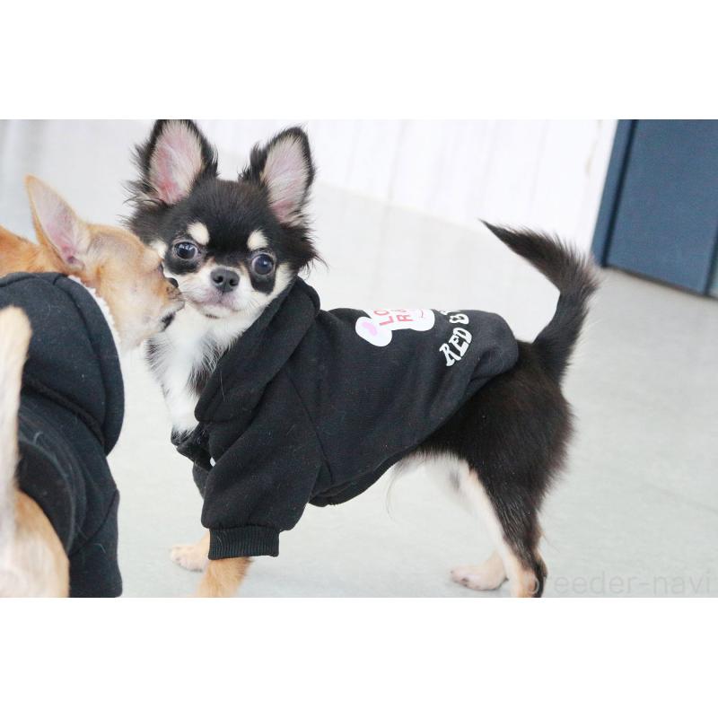 販売中の京都府のチワワ(ロングコート)-416535の6枚目