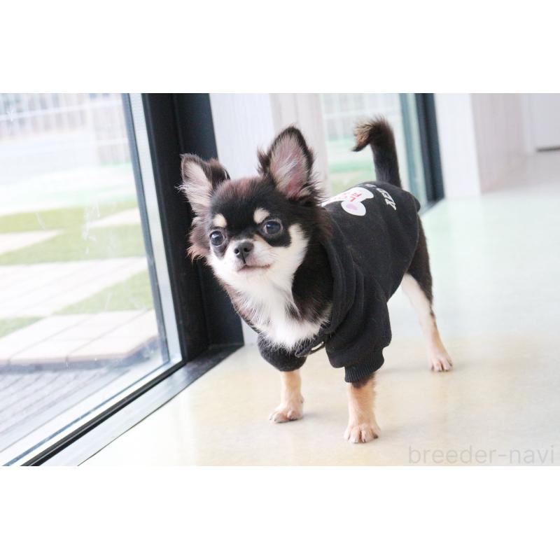 販売中の京都府のチワワ(ロングコート)-416535の4枚目