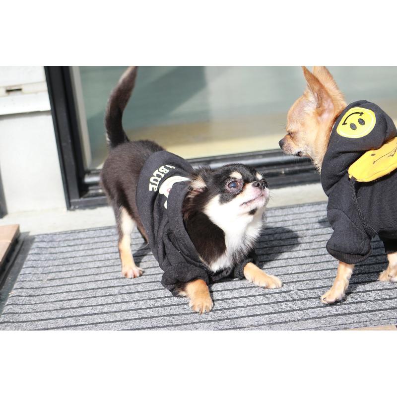 販売中の京都府のチワワ(ロングコート)-416535の3枚目