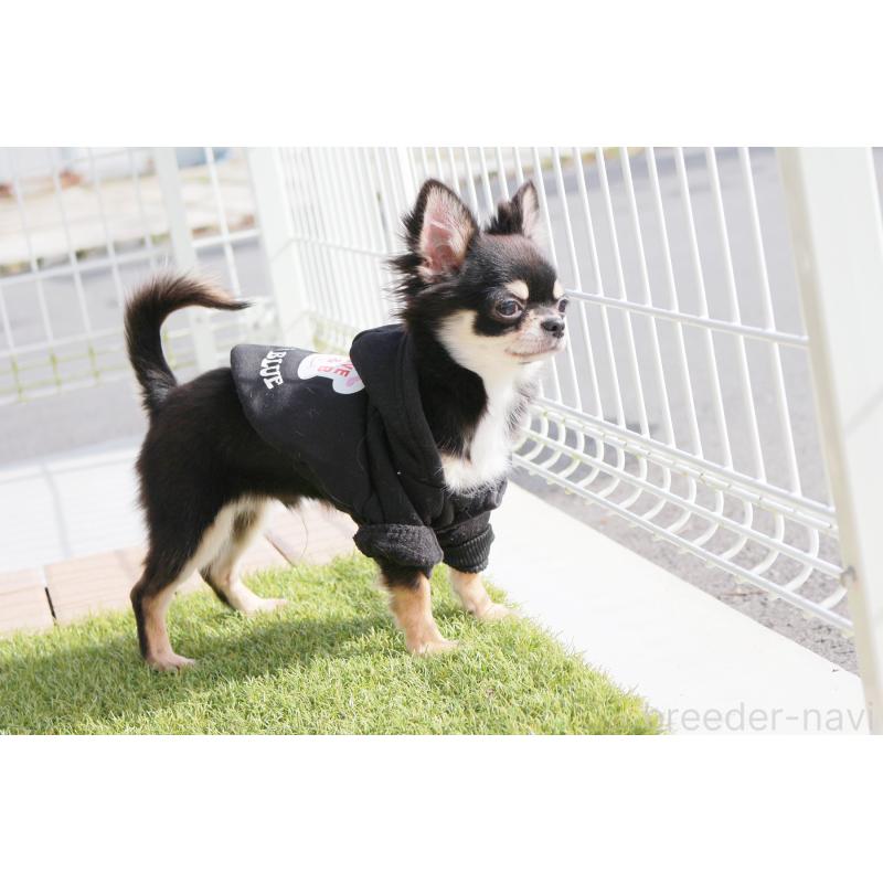 販売中の京都府のチワワ(ロングコート)-416535の2枚目