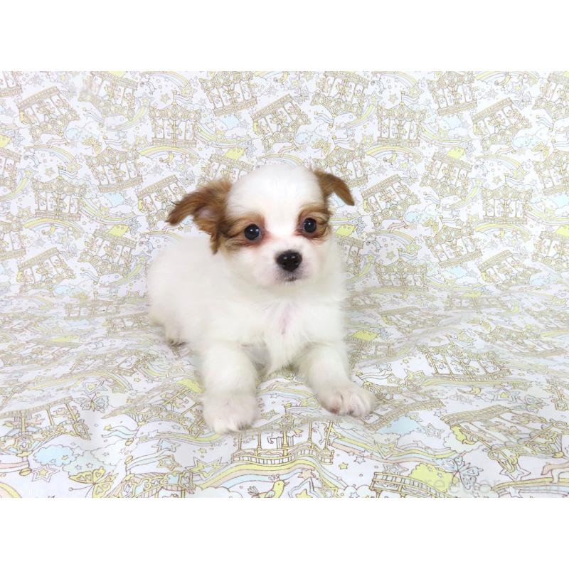 販売中の千葉県のパピヨン-436930の9枚目