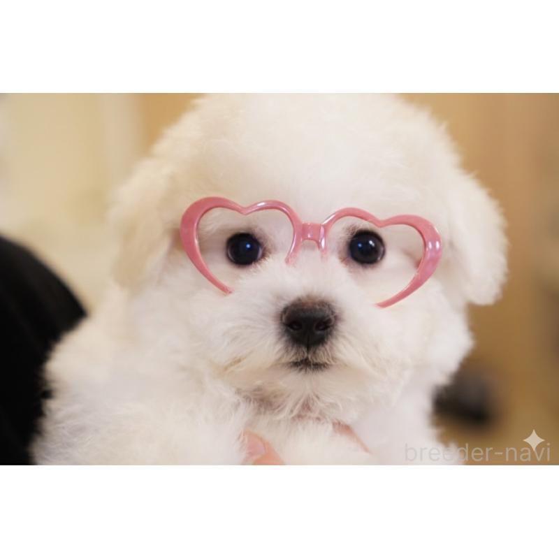 商談中の三重県のビションフリーゼ-441603の4枚目