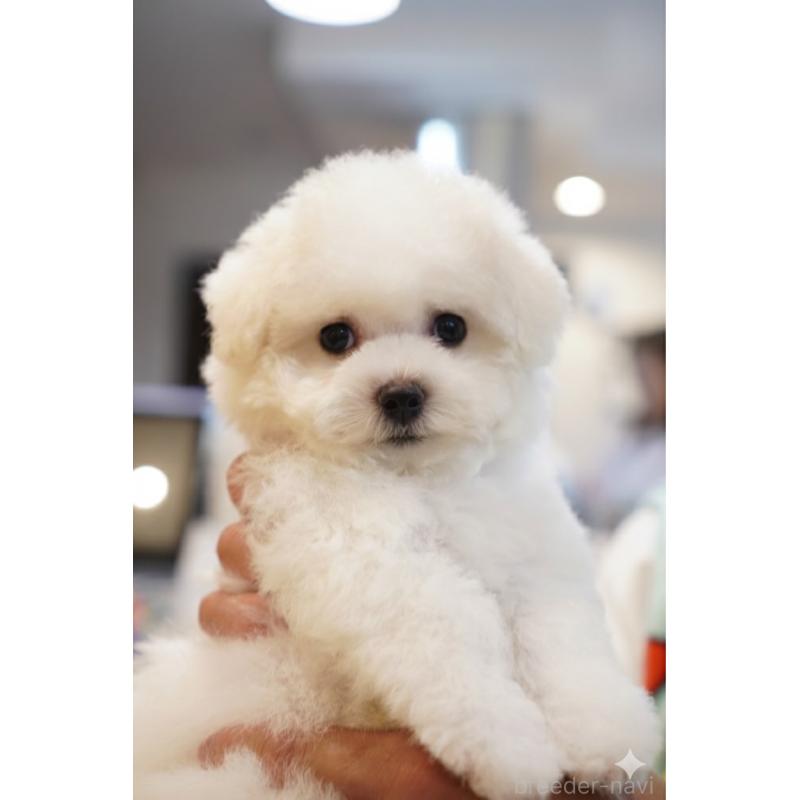 商談中の三重県のビションフリーゼ-441603の3枚目