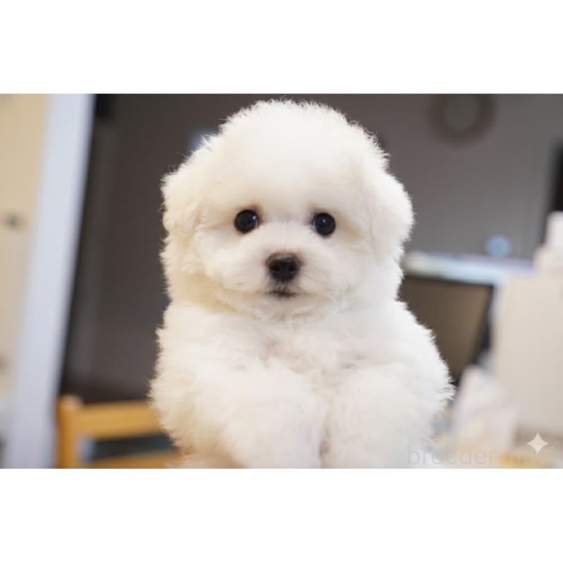 商談中の三重県のビションフリーゼ-441603の2枚目