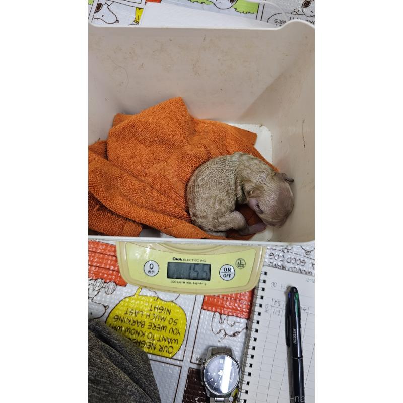 販売中の大阪府のタイニープードル-441605の7枚目