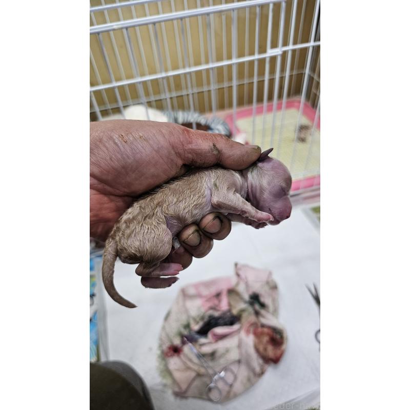 販売中の大阪府のタイニープードル-441605の6枚目