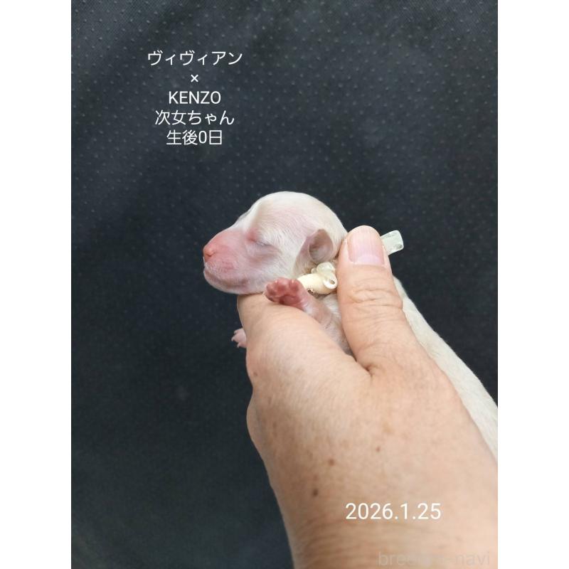 販売中の大阪府のタイニープードル-441605の5枚目