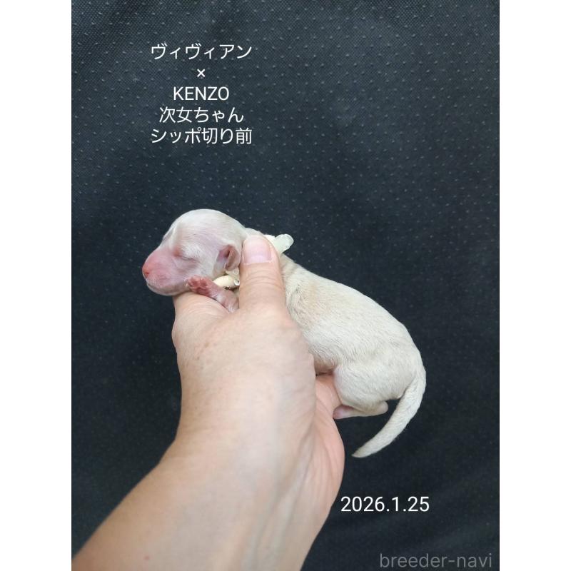 販売中の大阪府のタイニープードル-441605の4枚目