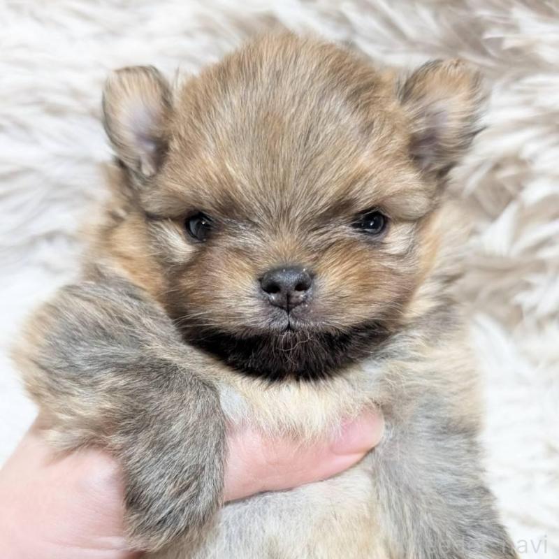 販売中の愛知県のポメチワ:ポメラニアン×チワワ-441604の1枚目
