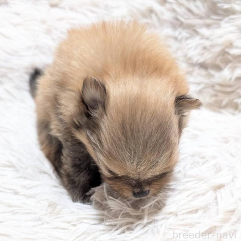 販売中の愛知県のポメチワ:ポメラニアン×チワワ-441604の6枚目