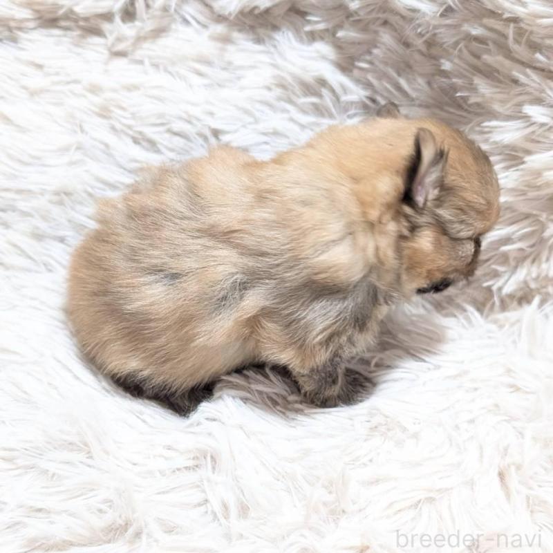 販売中の愛知県のポメチワ:ポメラニアン×チワワ-441604の5枚目