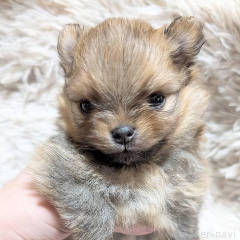 販売中の愛知県のポメチワ:ポメラニアン×チワワ-441604の4枚目