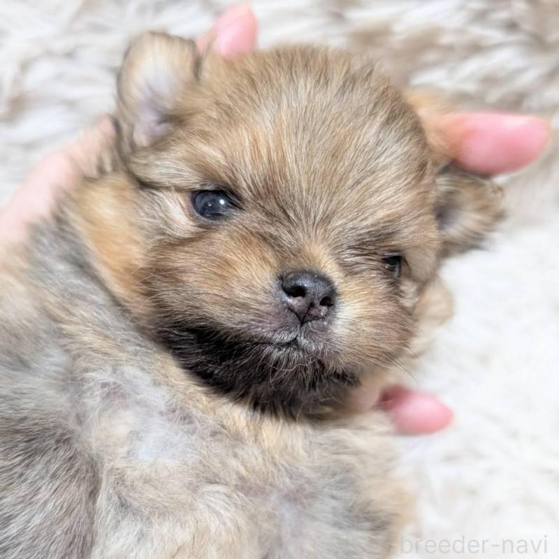 販売中の愛知県のポメチワ:ポメラニアン×チワワ-441604の3枚目