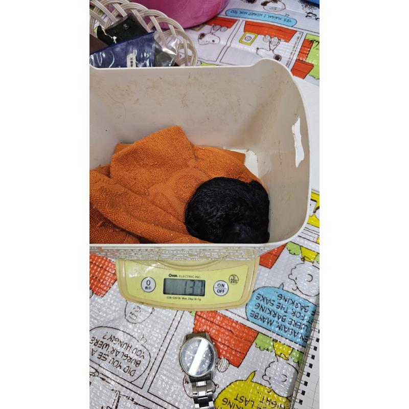 販売中の大阪府のタイニープードル-441606の7枚目