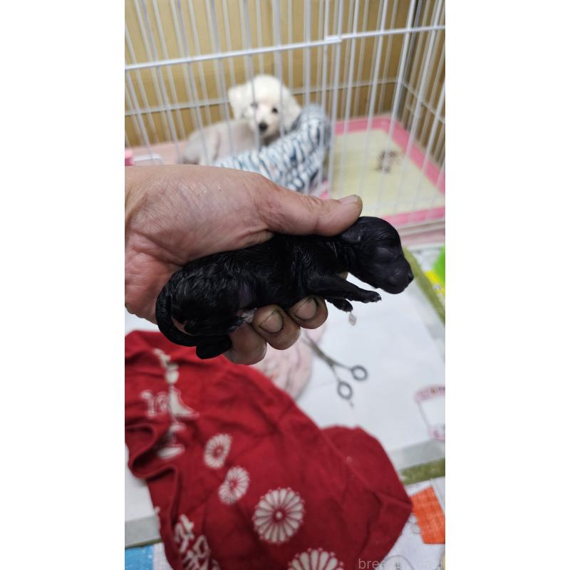 販売中の大阪府のタイニープードル-441606の6枚目