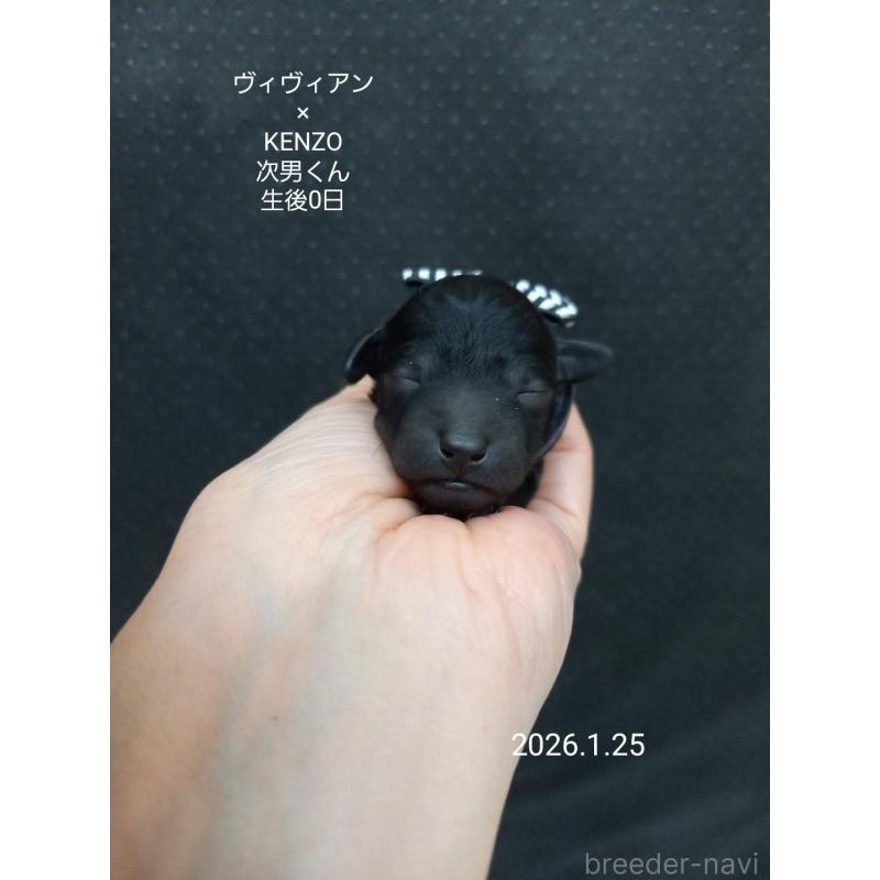 販売中の大阪府のタイニープードル-441606の5枚目