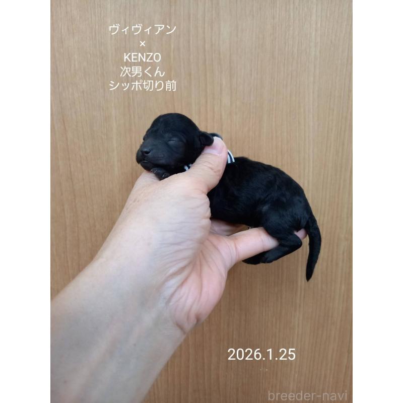 販売中の大阪府のタイニープードル-441606の4枚目