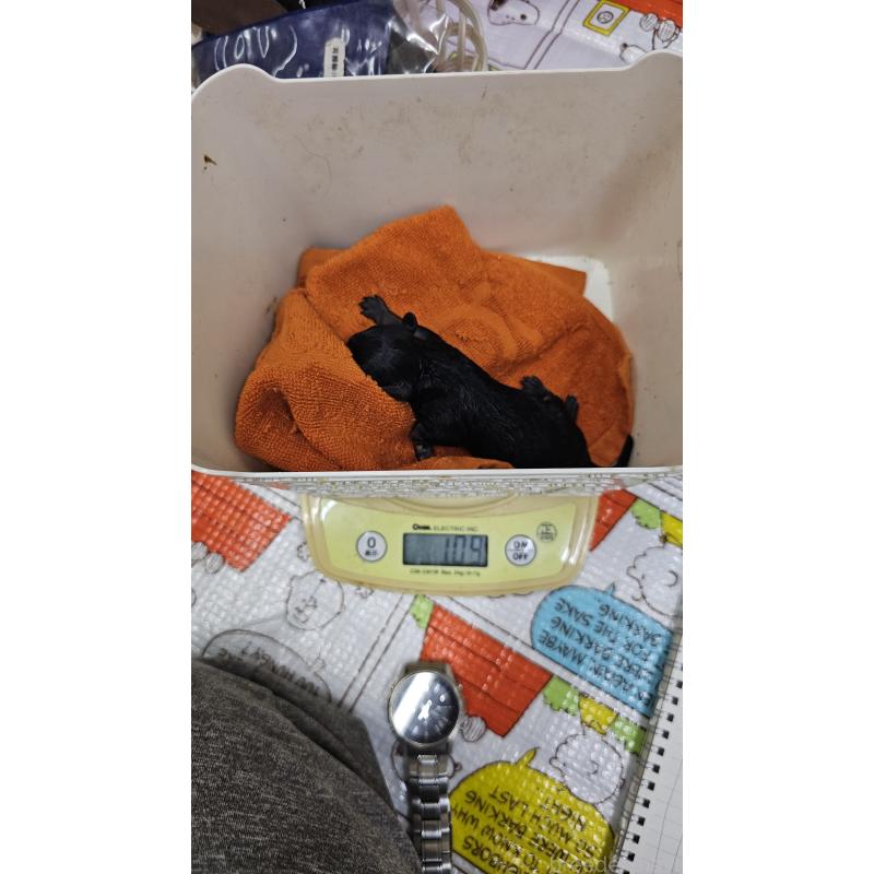 販売中の大阪府のタイニープードル-441607の7枚目