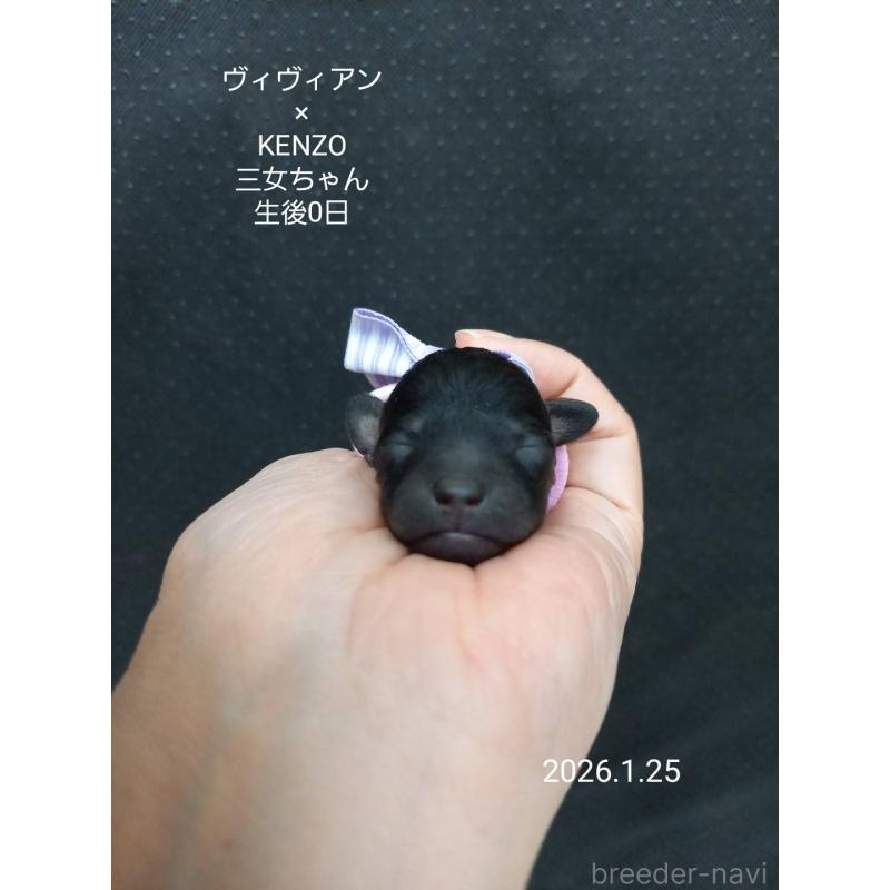 販売中の大阪府のタイニープードル-441607の5枚目