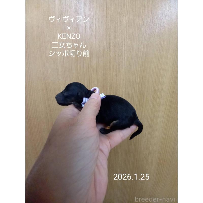 販売中の大阪府のタイニープードル-441607の4枚目