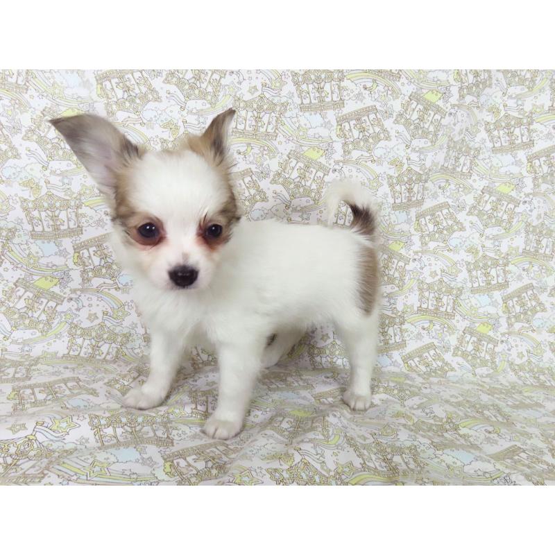 販売中の千葉県のパピヨン-436934の9枚目