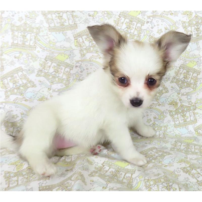 販売中の千葉県のパピヨン-436934の8枚目