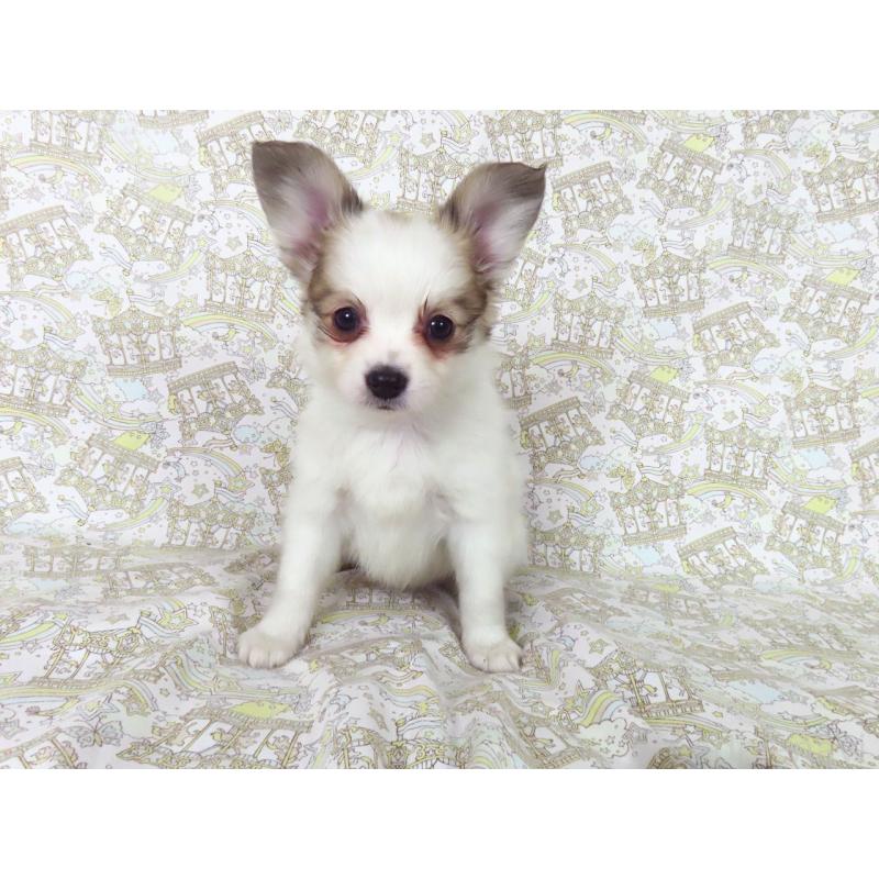 販売中の千葉県のパピヨン-436934の7枚目