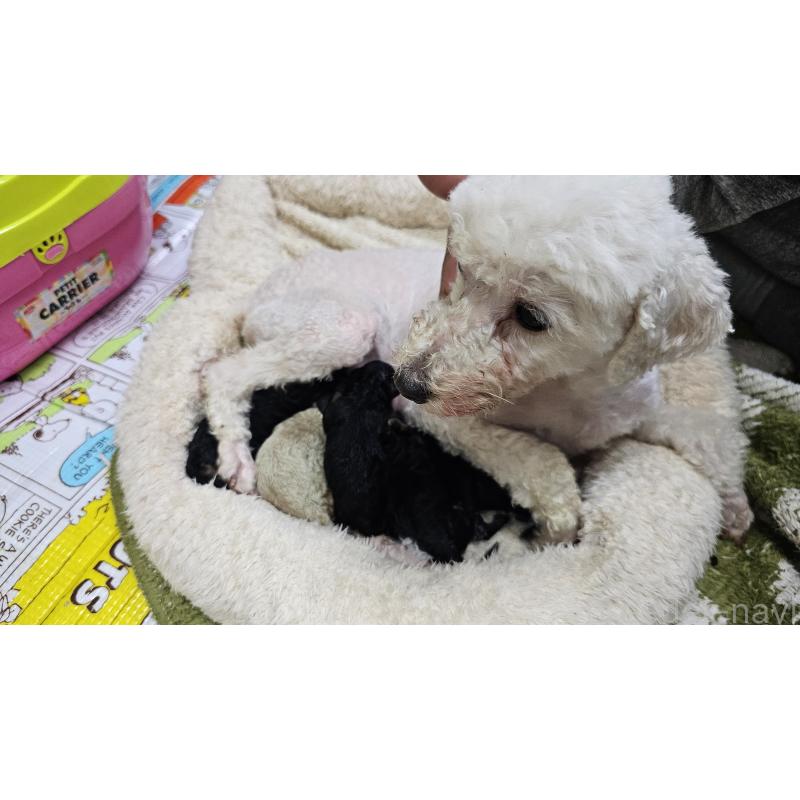 販売中の大阪府のタイニープードル-441607の3枚目