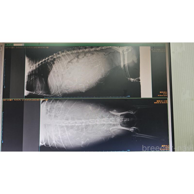 販売中の大阪府のタイニープードル-441607の2枚目