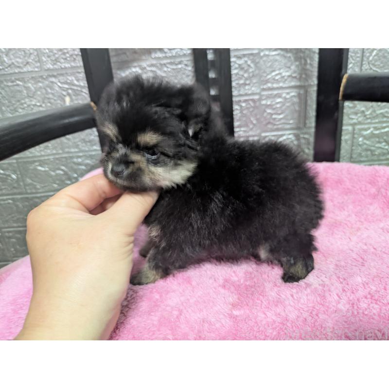 販売中の広島県のポメラニアン-441608の4枚目