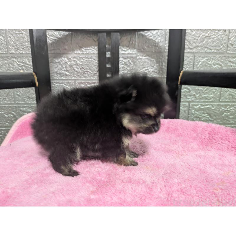 販売中の広島県のポメラニアン-441608の3枚目