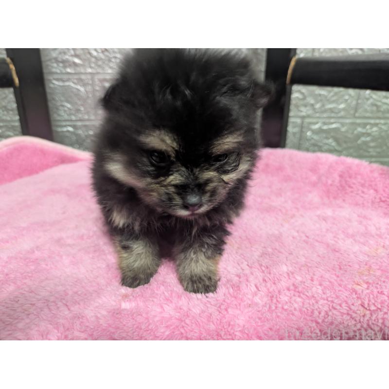 販売中の広島県のポメラニアン-441608の2枚目