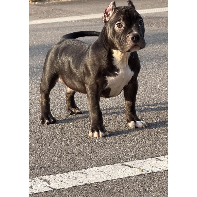 販売中の香川県のアメリカンブリー-423591の2枚目