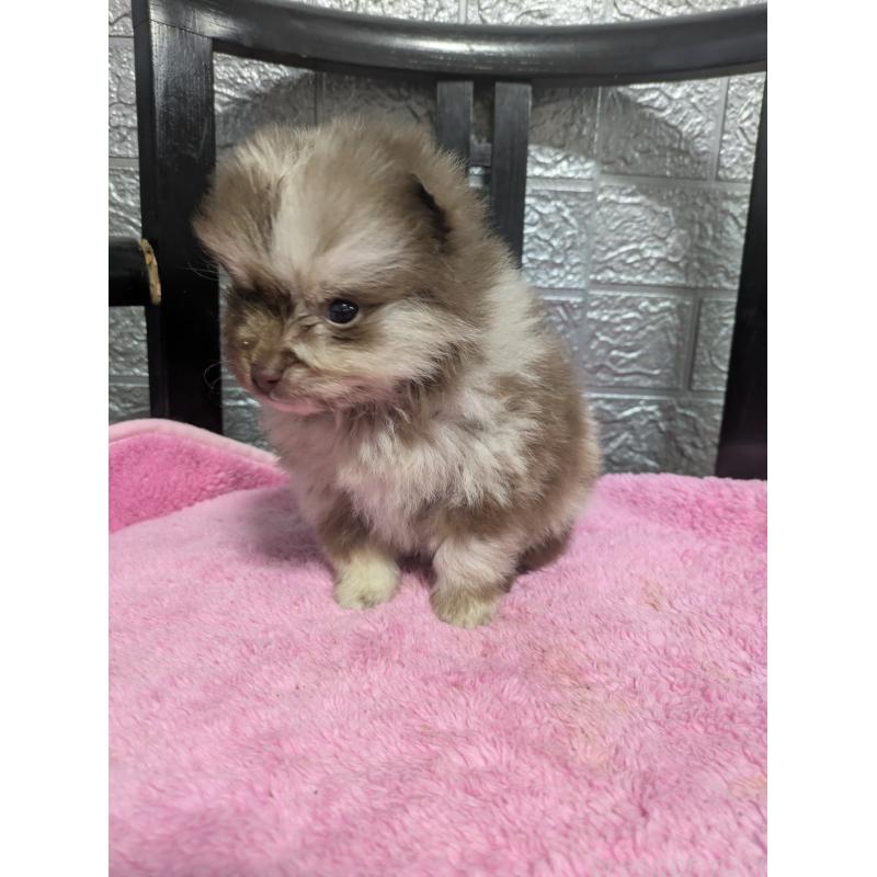 販売中の広島県のポメラニアン-441609の4枚目