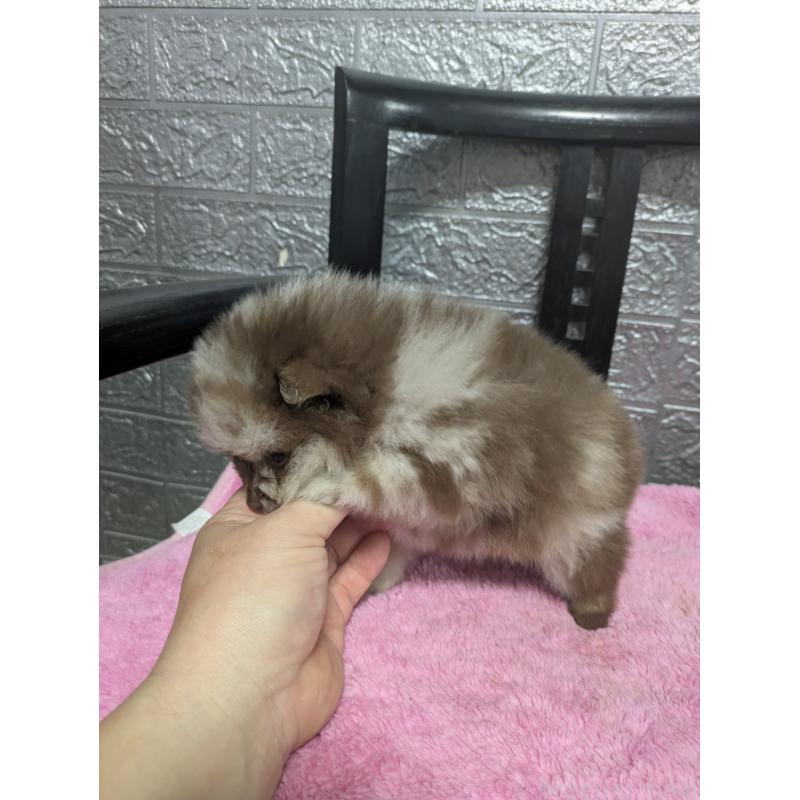 販売中の広島県のポメラニアン-441609の3枚目