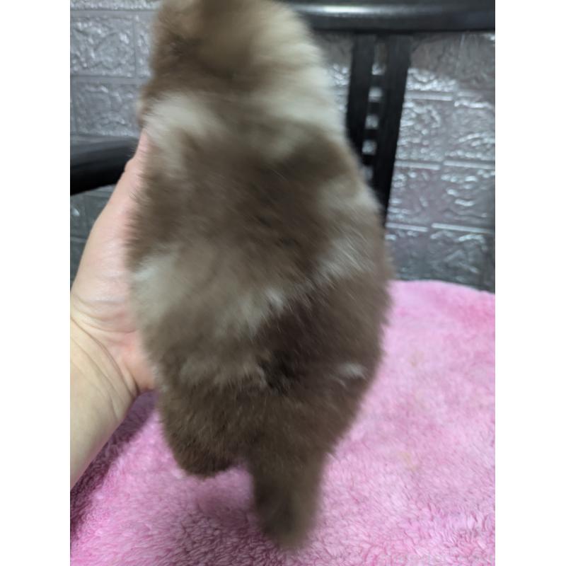 販売中の広島県のポメラニアン-441609の2枚目