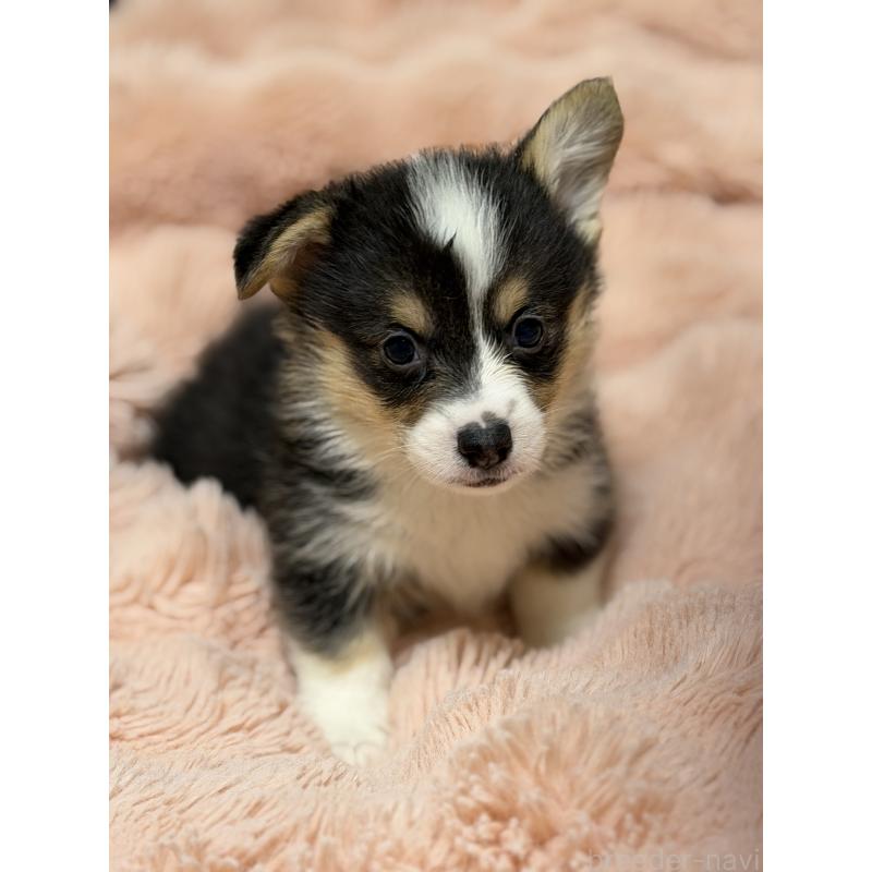 成約済の愛知県のウェルシュコーギーペンブローク-436849の3枚目