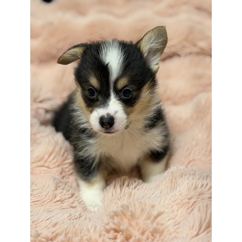 成約済の愛知県のウェルシュコーギーペンブローク-436849の2枚目