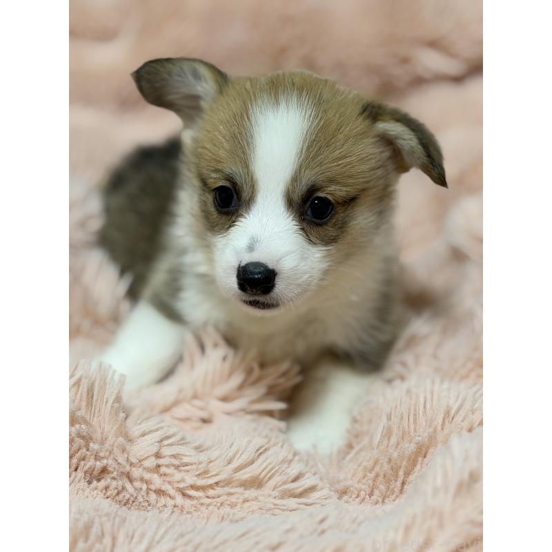 成約済の愛知県のウェルシュコーギーペンブローク-436851の2枚目