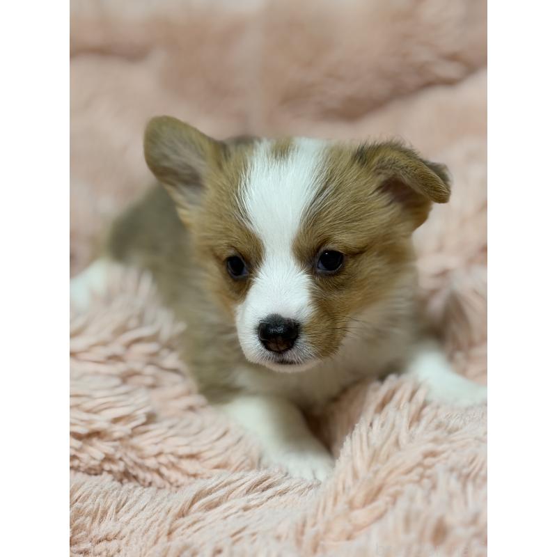 成約済の愛知県のウェルシュコーギーペンブローク-436852の4枚目