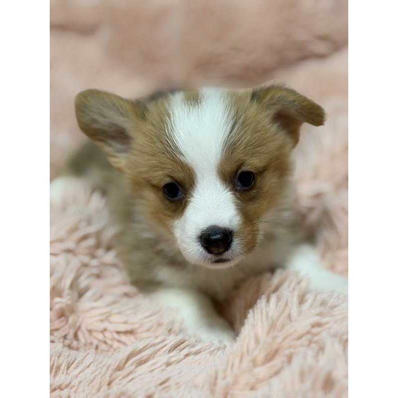 成約済の愛知県のウェルシュコーギーペンブローク-436852の2枚目