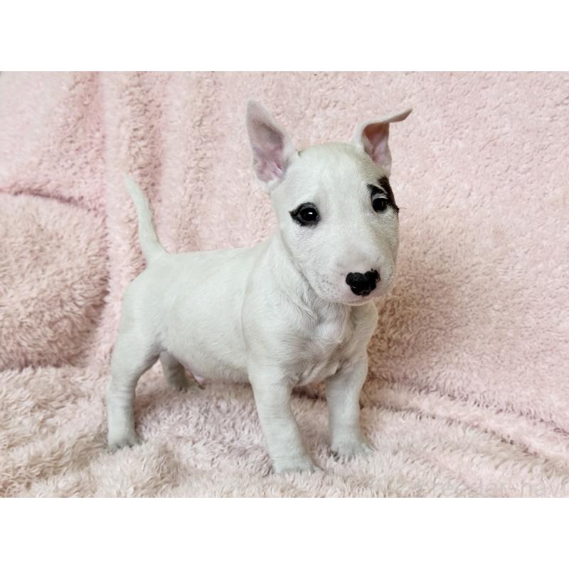 販売中の三重県のミニチュアブルテリア-441611の6枚目