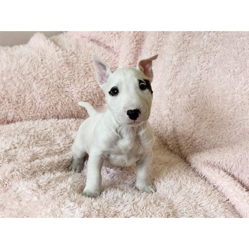 販売中の三重県のミニチュアブルテリア-441611の5枚目