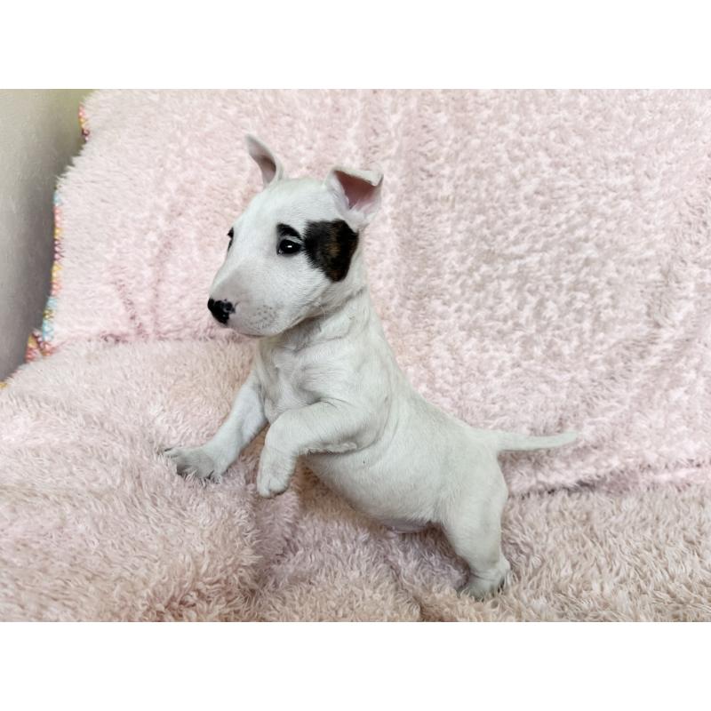 販売中の三重県のミニチュアブルテリア-441611の3枚目