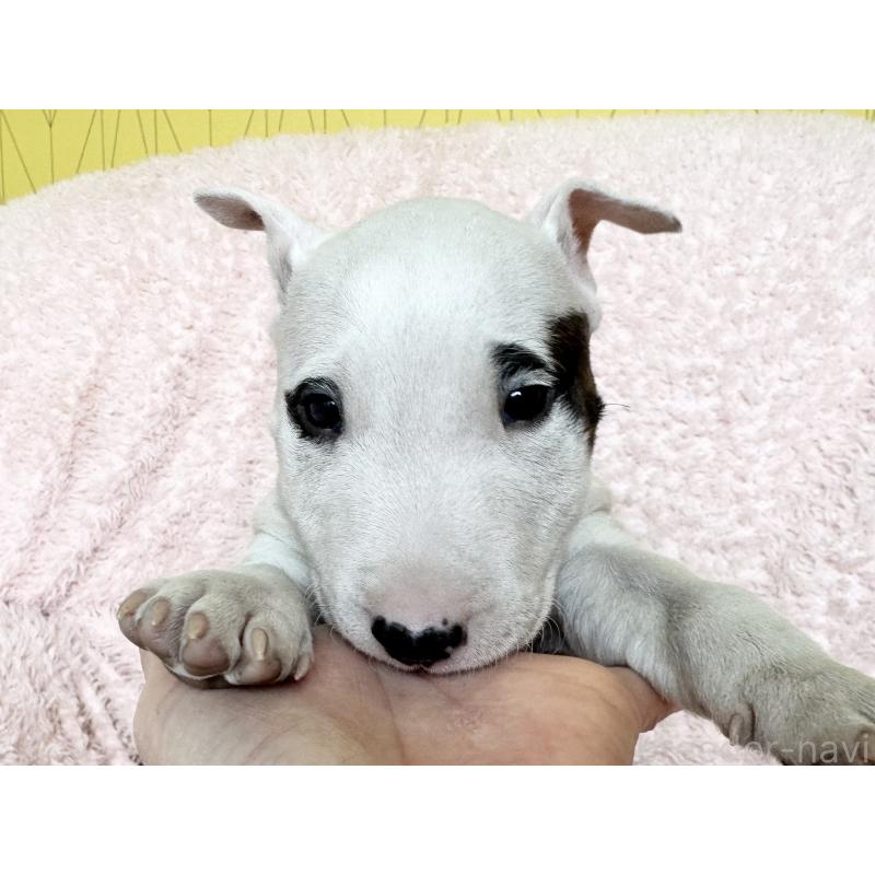 販売中の三重県のミニチュアブルテリア-441611の2枚目