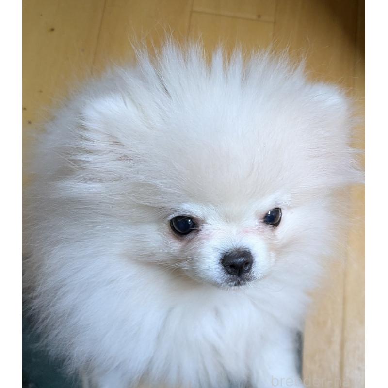 販売中の青森県のポメラニアン-431279の2枚目