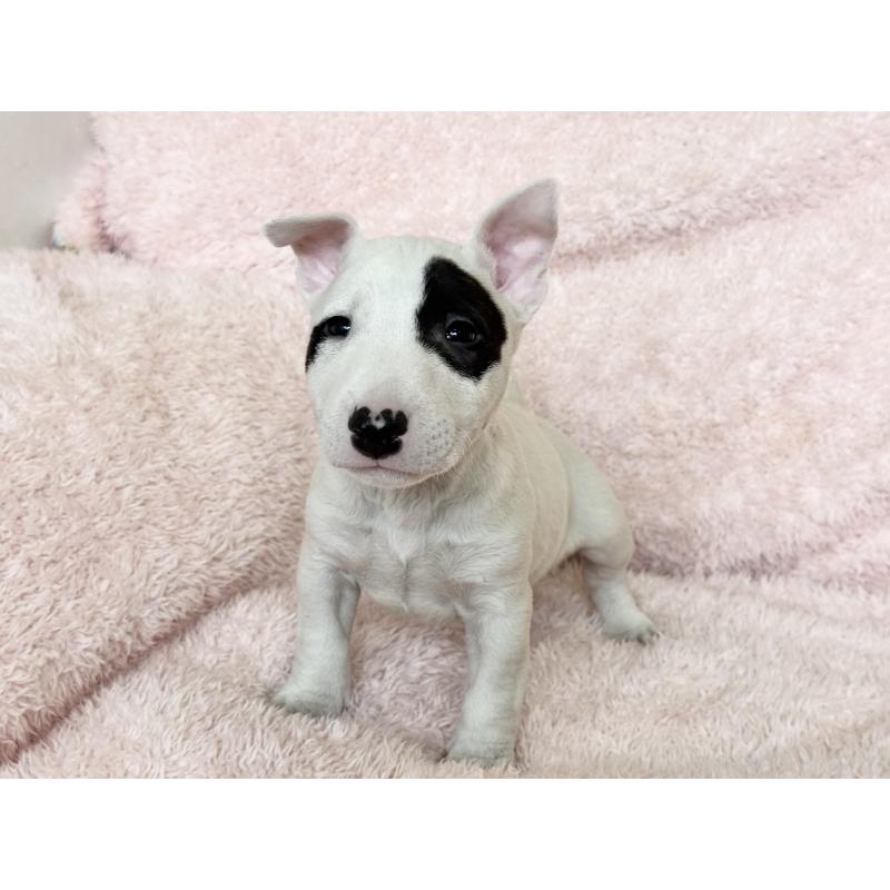 商談中の三重県のミニチュアブルテリア-439944の2枚目